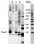 PsbS | 22 kDa Lhc-like PSII protein (chicken)